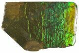Iridescent Ammolite (Fossil Ammonite Shell) - Alberta, Canada #156835-1